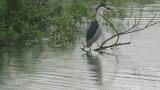 Black-crowned Night-heron
