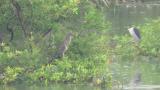 Black-crowned Night-herons