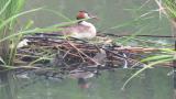 Great Crested Grebe at nest
