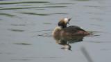 Great Crested Grebe, preening
