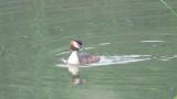 Great Crested Grebe, preening