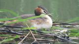 Great Crested Grebe at nest