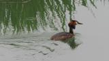 Great Crested Grebe, foraging