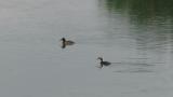 Great Crested Grebes (pair)