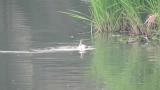 Great Crested Grebes, nest building