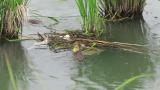 Great Crested Grebes, eggs and nest building