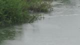 Great Crested Grebes, nest building