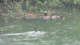Great Crested Grebes, nest building