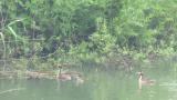Great Crested Grebes, preening in rain