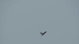 Western Osprey carrying fish
