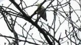 Wood Warbler