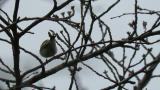 Wood Warbler, preening