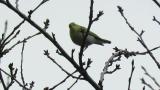 Wood Warbler