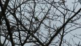 Wood Warbler