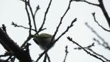 Wood Warbler, seen from below