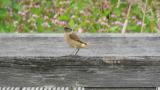 Stejneger's stonechat eating a dragonfly