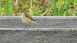 Stejneger's stonechat against wind
