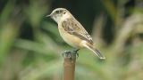 Perched Stejneger's stonechat