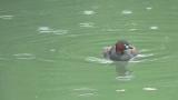 Little Grebe, preening in rain