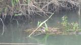 Little Grebe, nest building