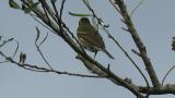 Perched Olive-backed Pipit