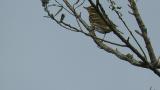 Perched Olive-backed Pipit