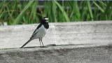Japanese Wagtail