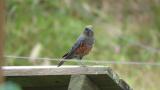 Blue Rock Thrush