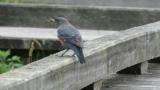 Blue Rock Thrush eating an insect