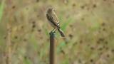 Perched Stejneger's stonechat