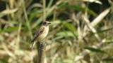 Perched Stejneger's stonechat