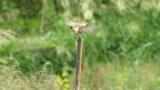 Perched Stejneger's stonechat