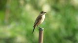 Perched Stejneger's stonechat