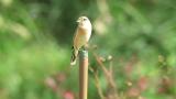 Perched Stejneger's stonechat