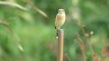 Perched Stejneger's stonechat