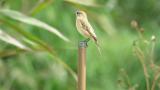 Perched Stejneger's stonechat