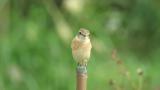 Perched Stejneger's stonechat