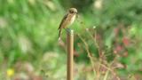 Perched Stejneger's stonechat