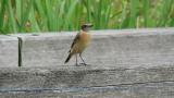 Perched Stejneger's stonechat