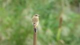 Perched Stejneger's stonechat