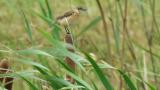 Perched Stejneger's stonechat balancing on a moving pole
