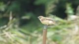 Perched Stejneger's stonechat