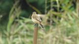 Perched Stejneger's stonechat