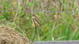 Perched Stejneger's stonechat