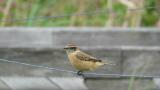 Perched Stejneger's stonechat balancing on a wire