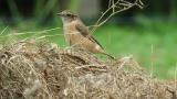 Perched Stejneger's stonechat