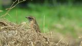 Perched Stejneger's stonechat