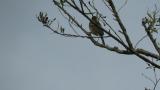 Perched Olive-backed Pipit, flight at the end