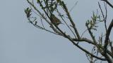 Perched Olive-backed Pipit