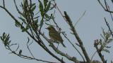 Perched Olive-backed Pipit
